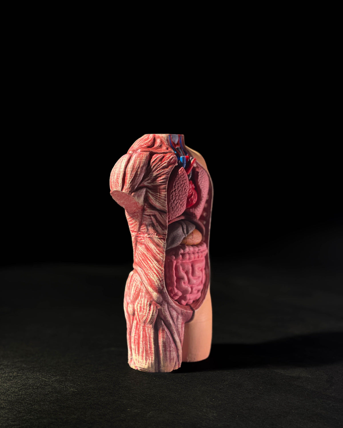 0442 - Anatomical Model