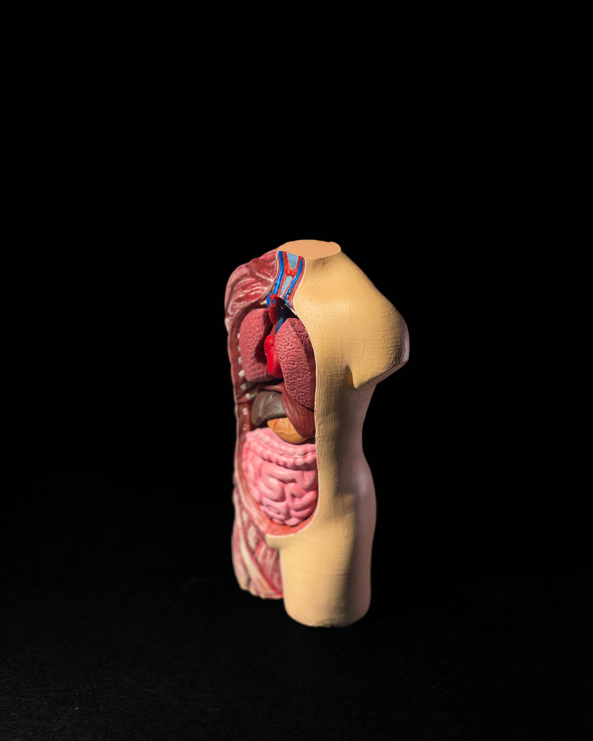 0442 - Anatomical Model