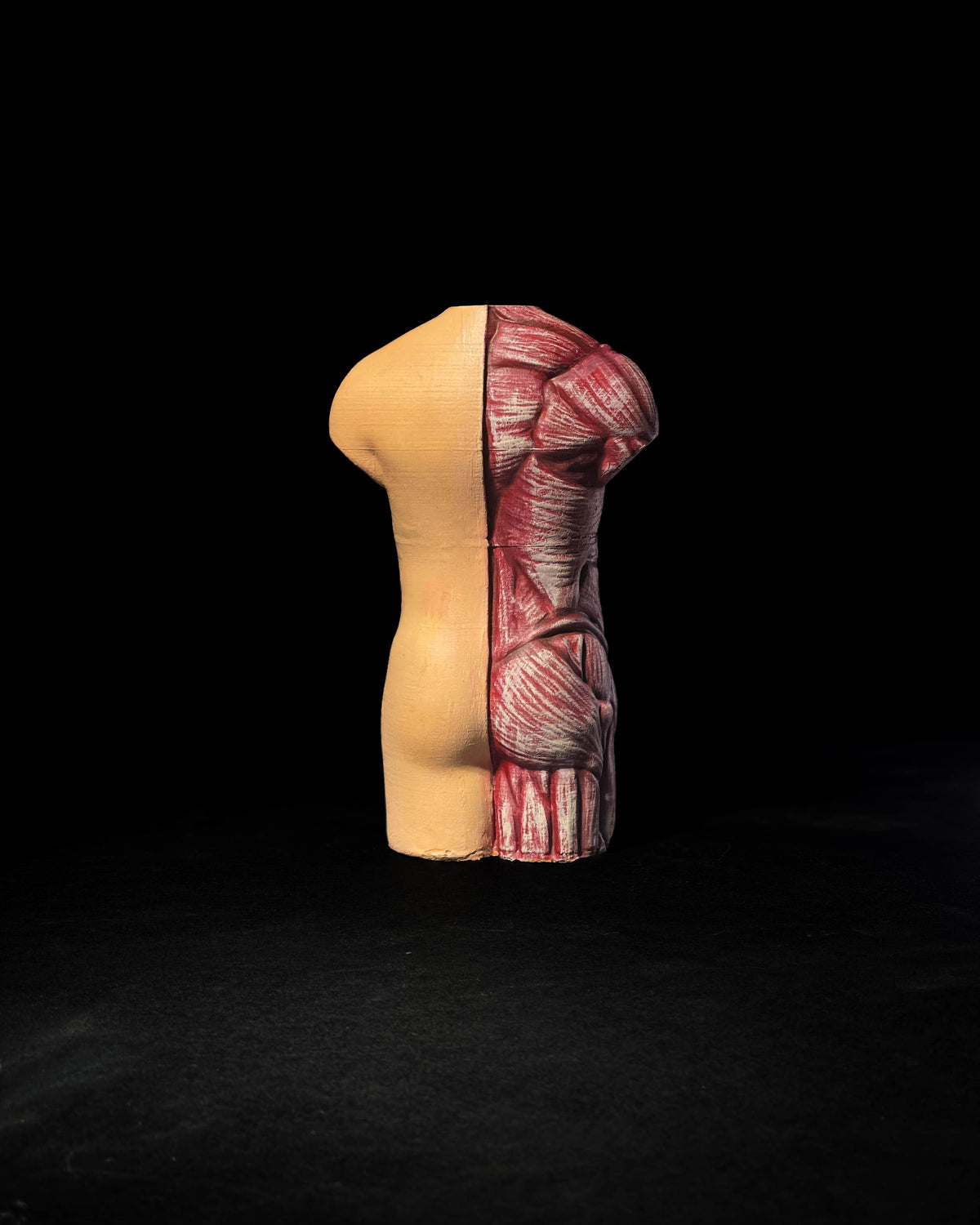 0442 - Anatomical Model