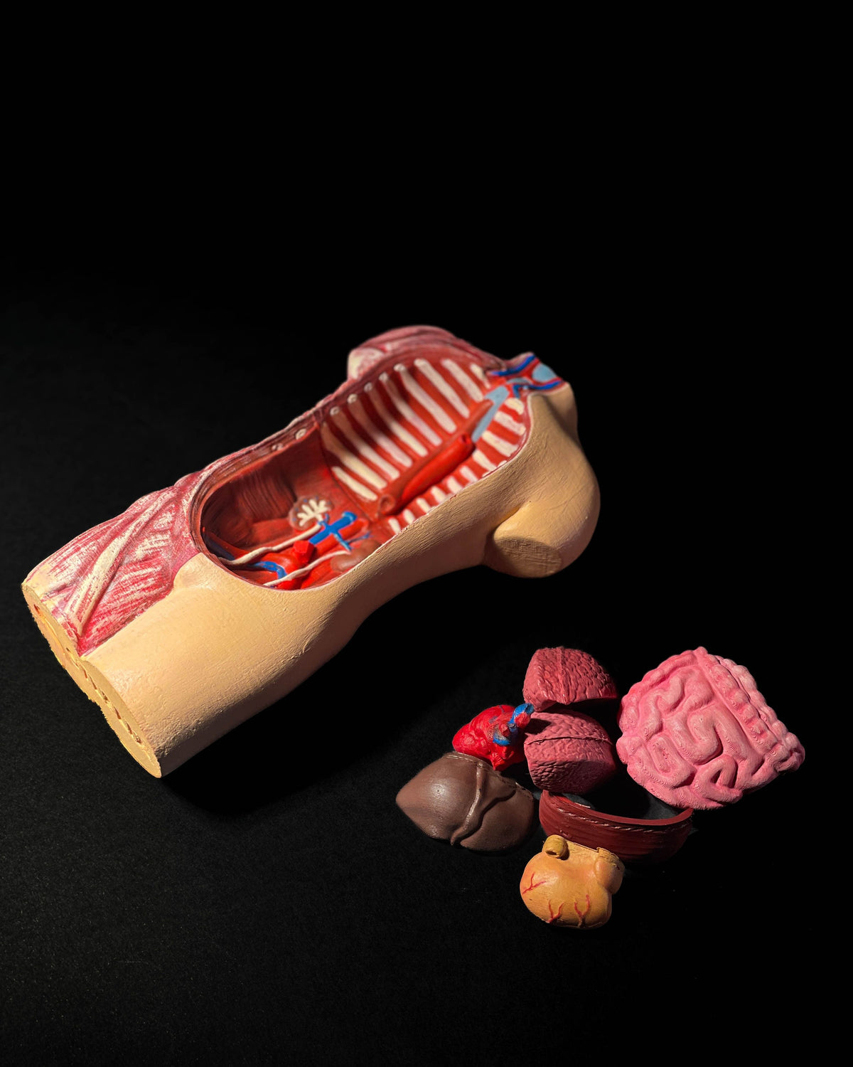 0442 - Anatomical Model