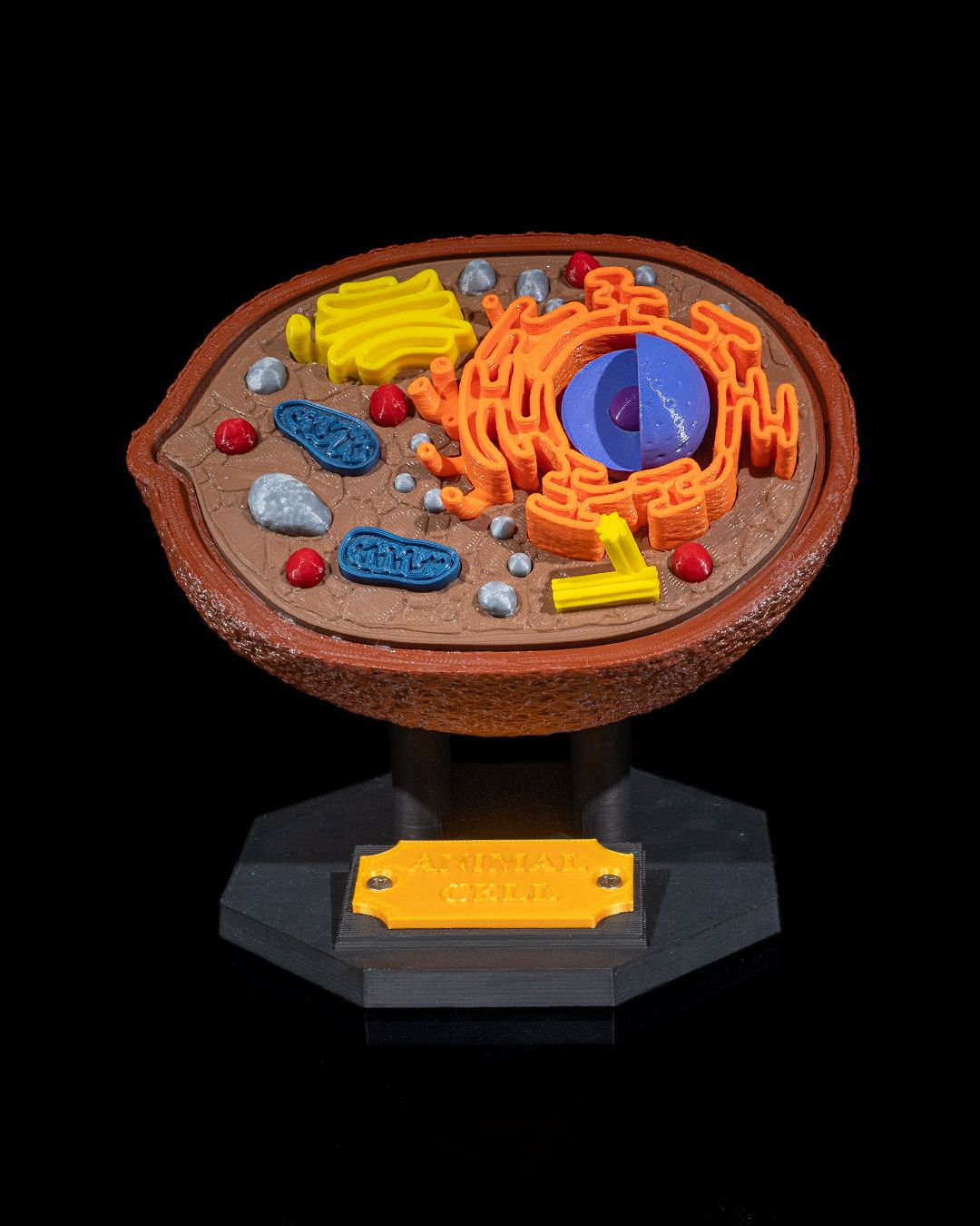 1530 - Animal Cell