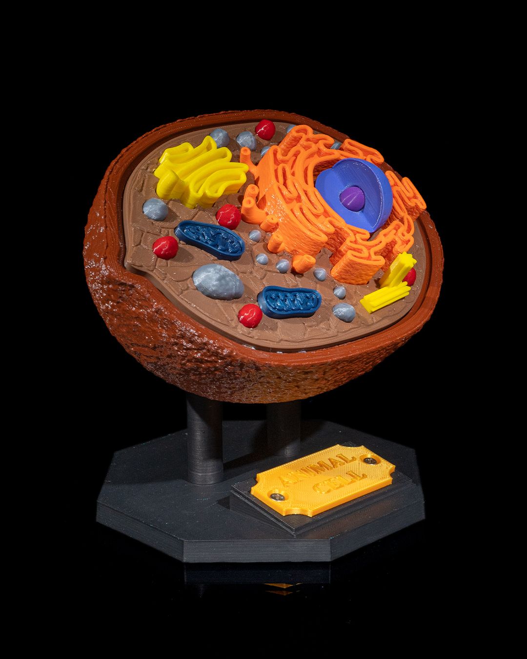 1530 - Animal Cell