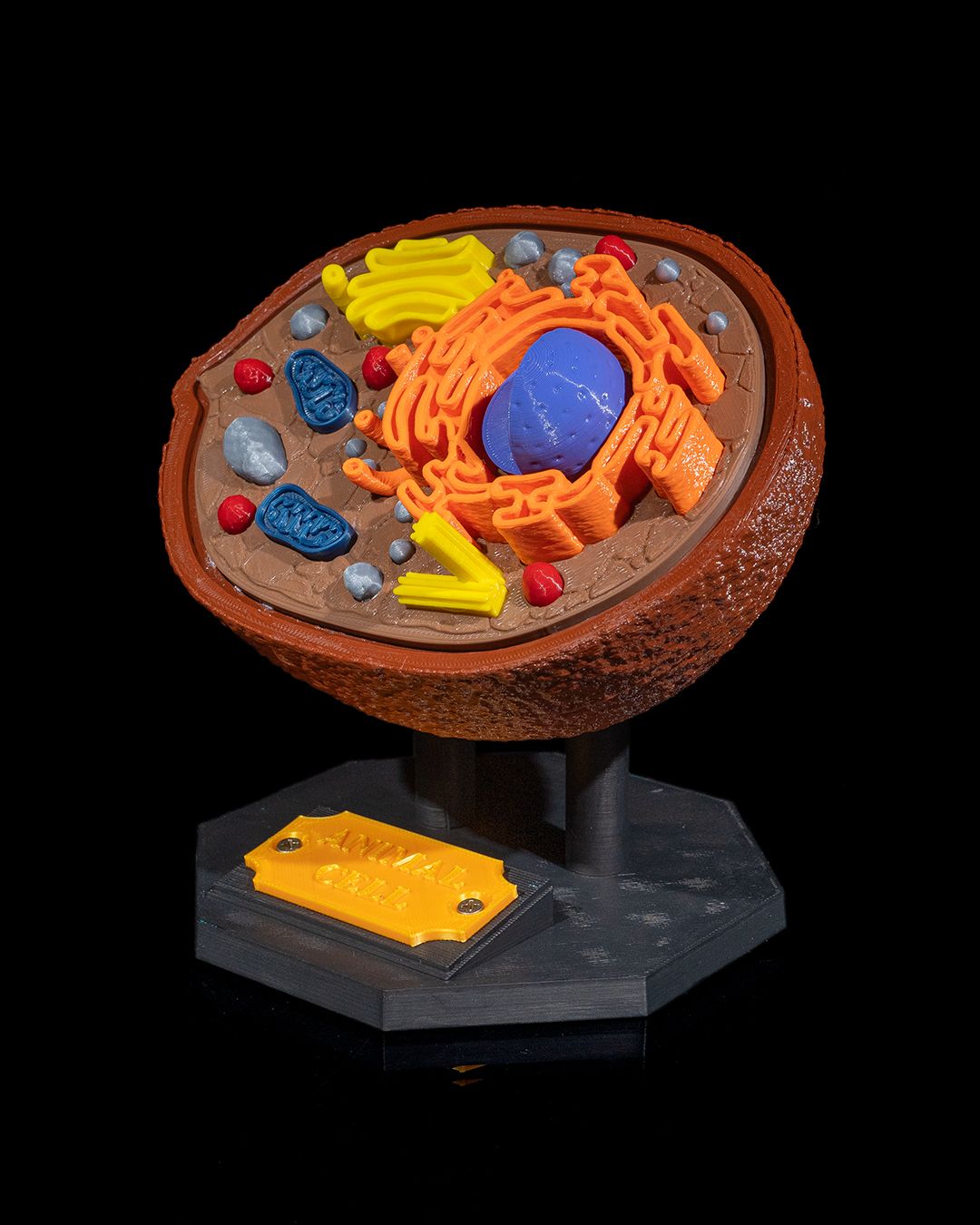 1530 - Animal Cell