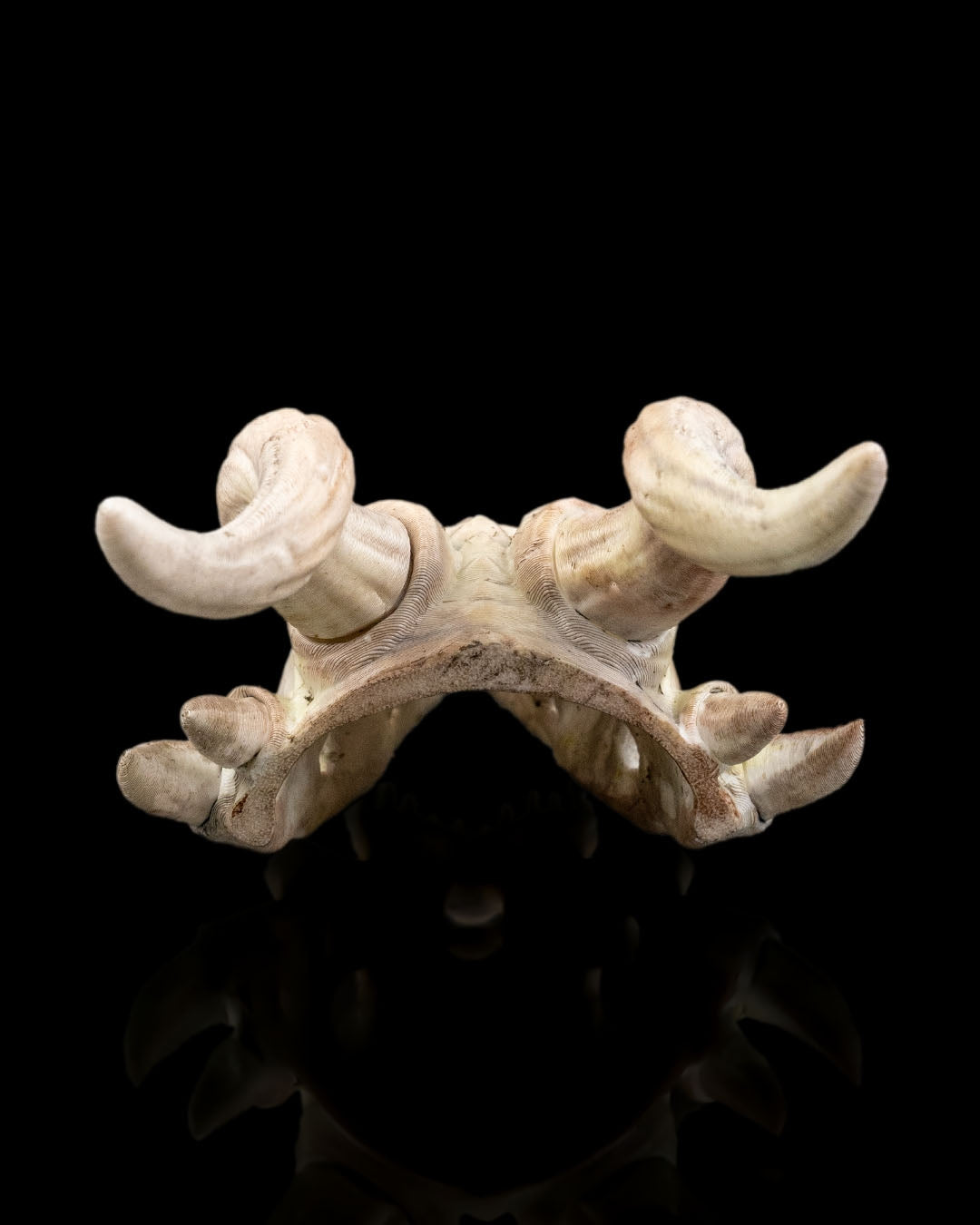 2595 - Bone Trophy Hair Pin