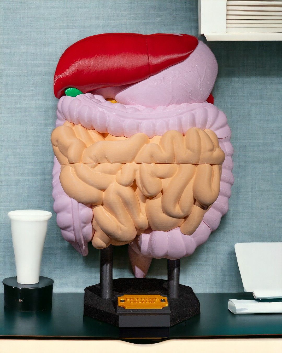 1390 - Digestive System Anatomical Model