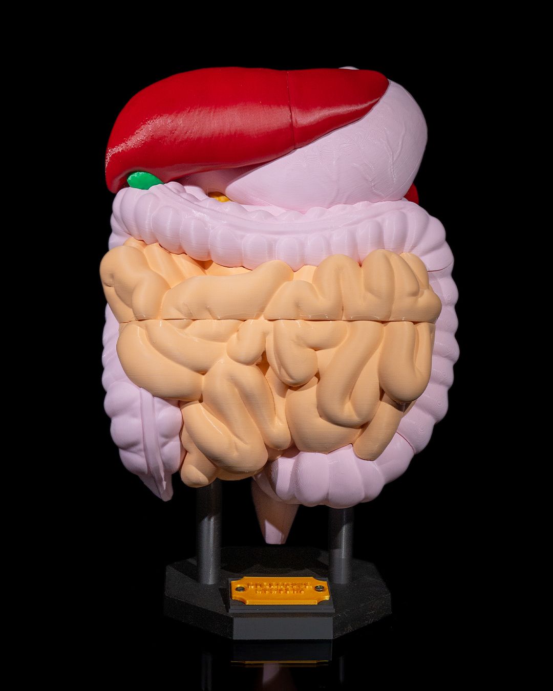 1390 - Digestive System Anatomical Model
