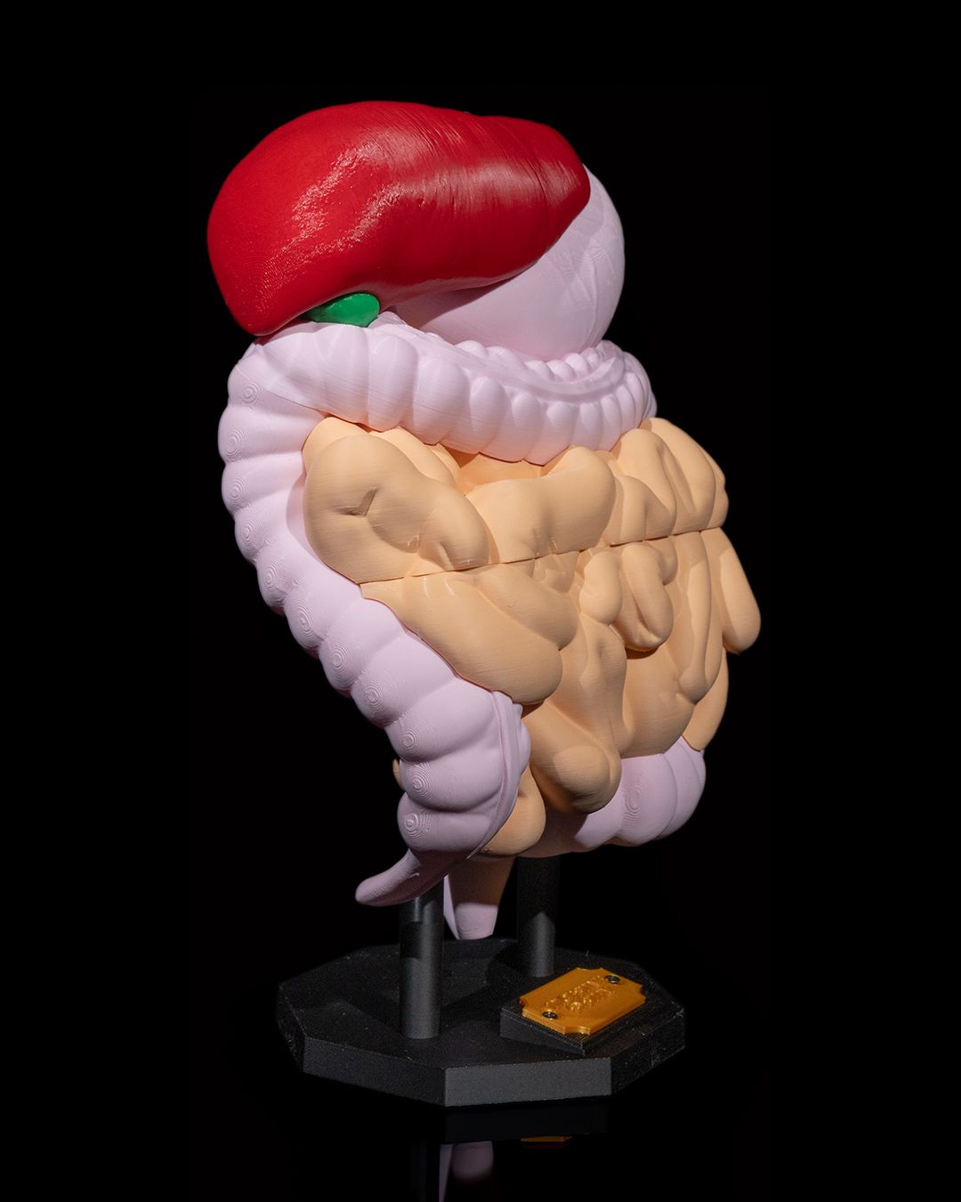 1390 - Digestive System Anatomical Model