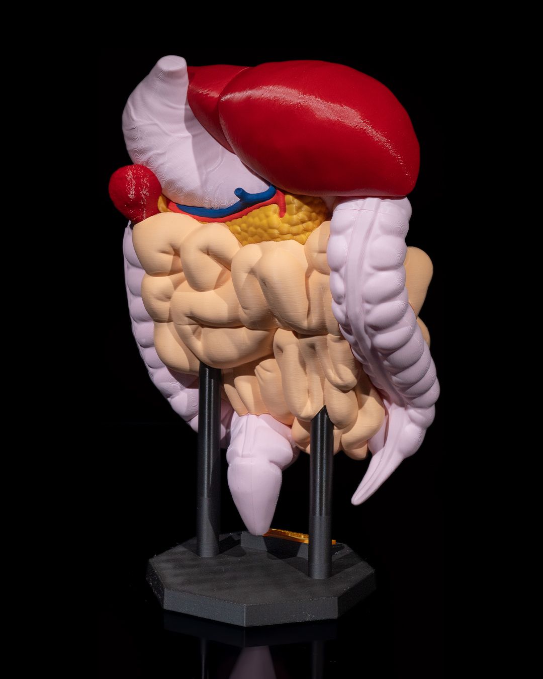 1390 - Digestive System Anatomical Model
