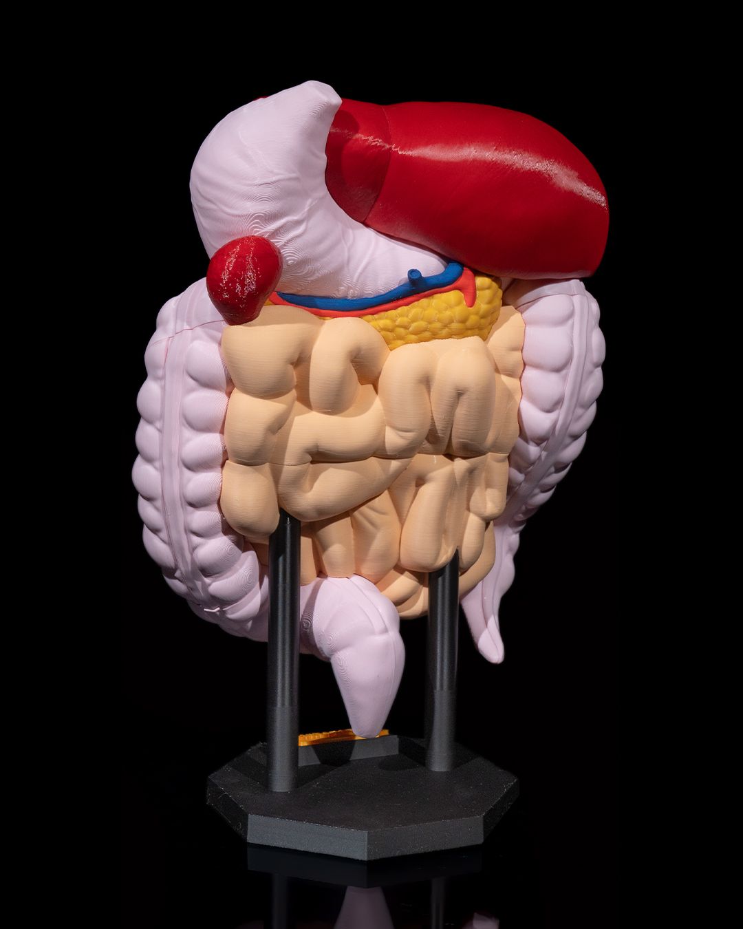 1390 - Digestive System Anatomical Model