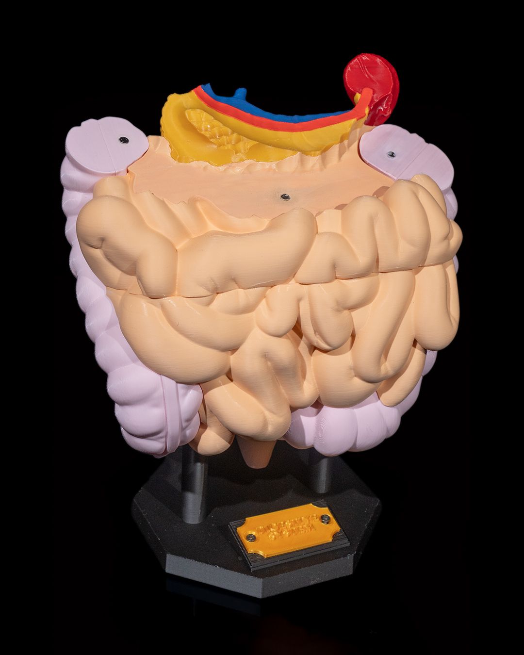 1390 - Digestive System Anatomical Model