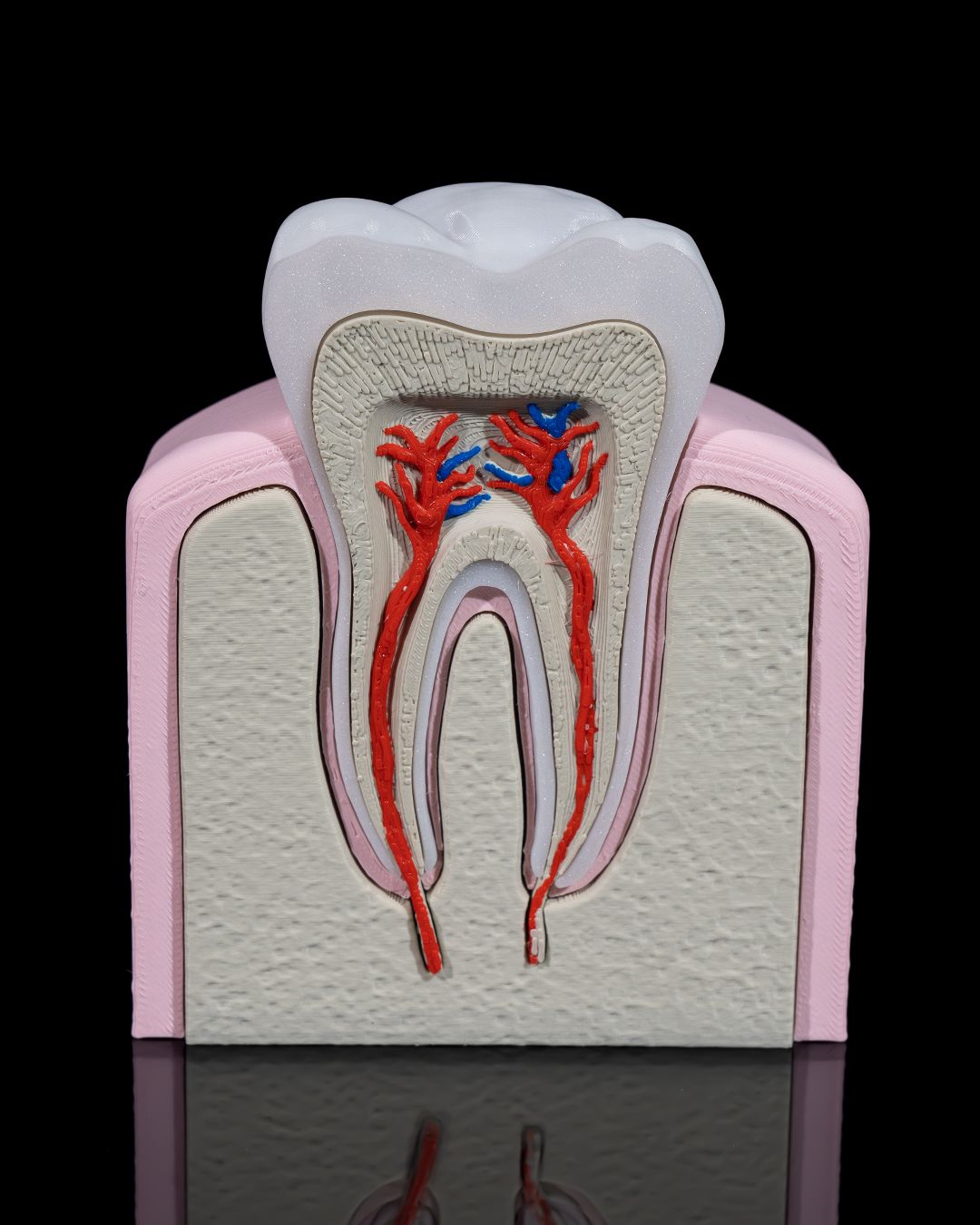 1272 - Healthy Premolar Tooth