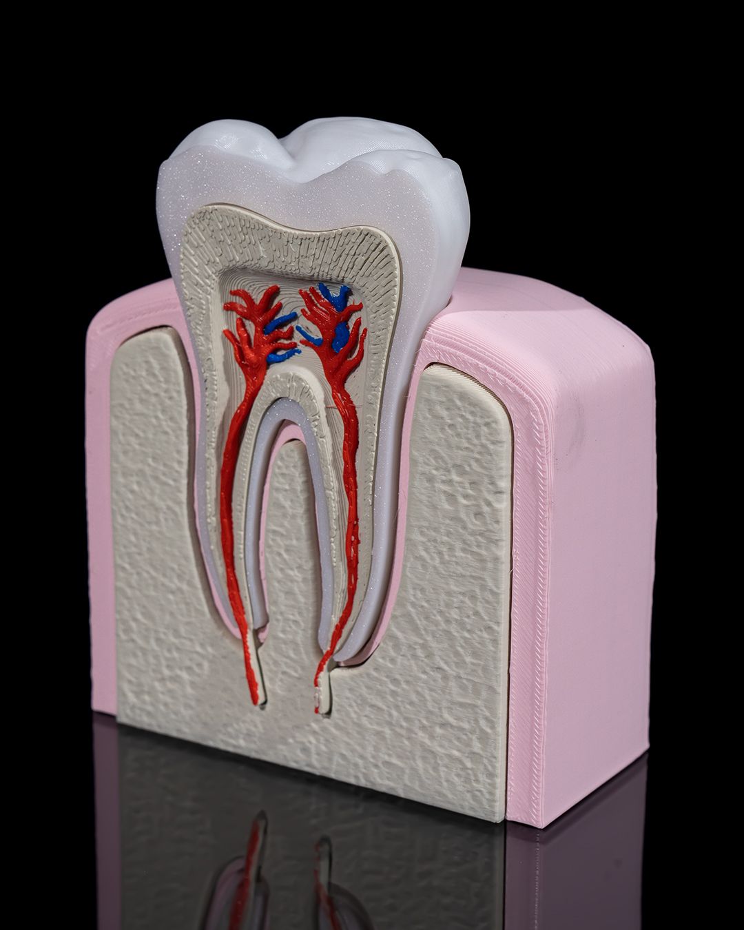 1272 - Healthy Premolar Tooth