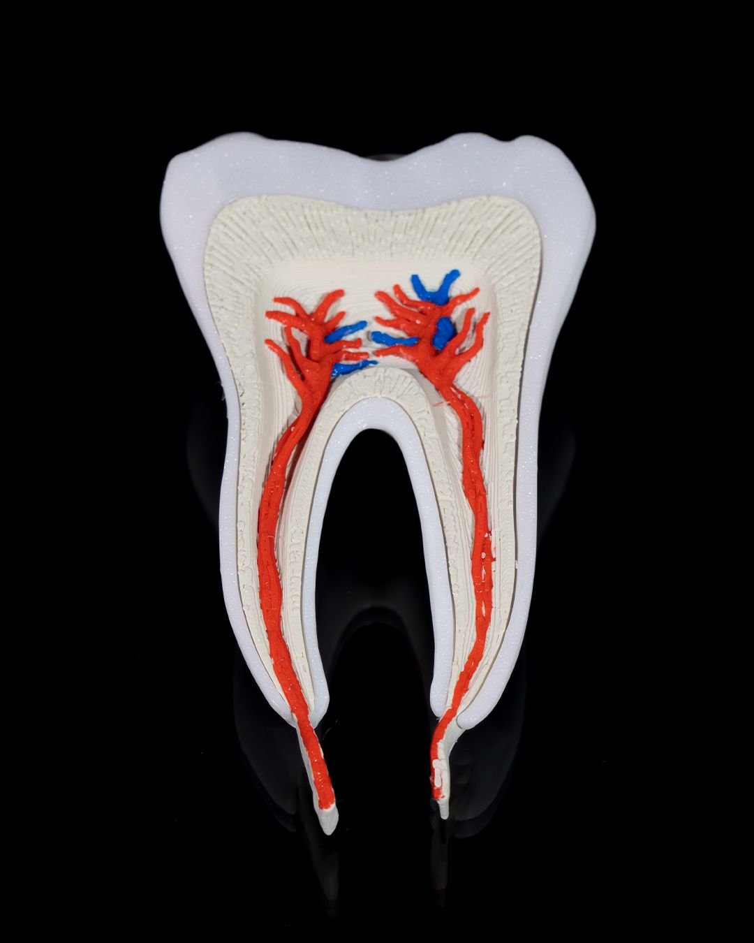 1272 - Healthy Premolar Tooth