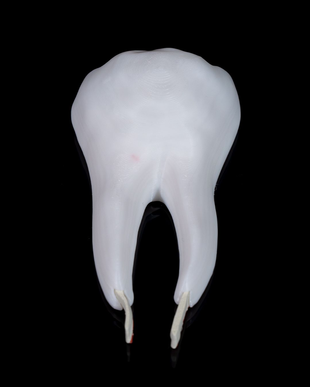 1272 - Healthy Premolar Tooth