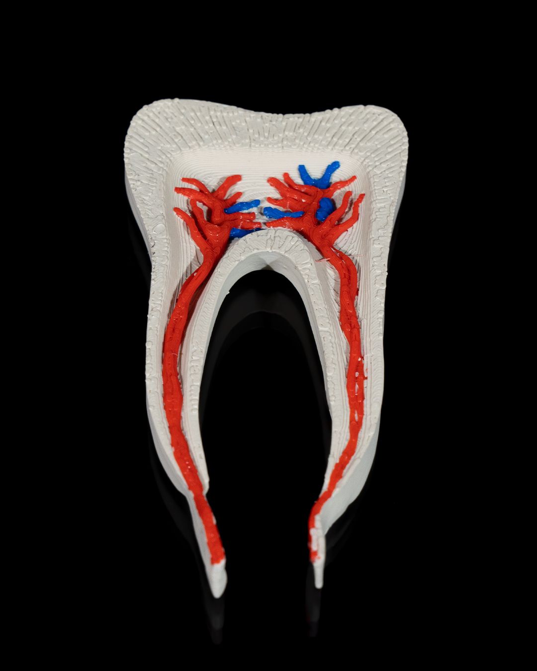1272 - Healthy Premolar Tooth