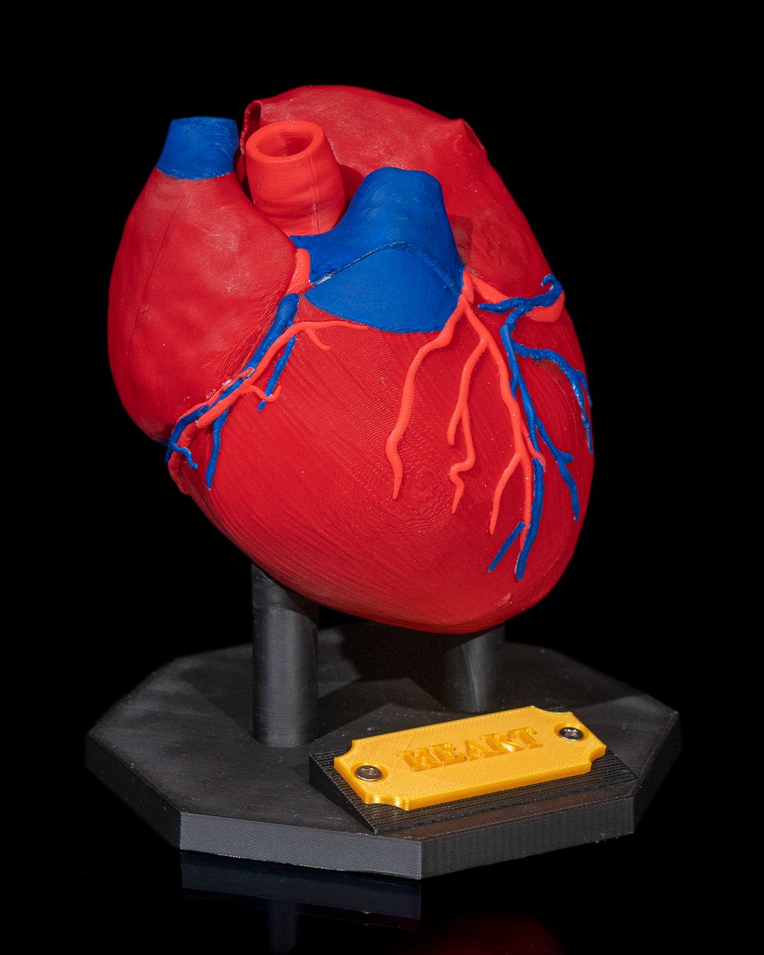 1391 - Heart Anatomical Model
