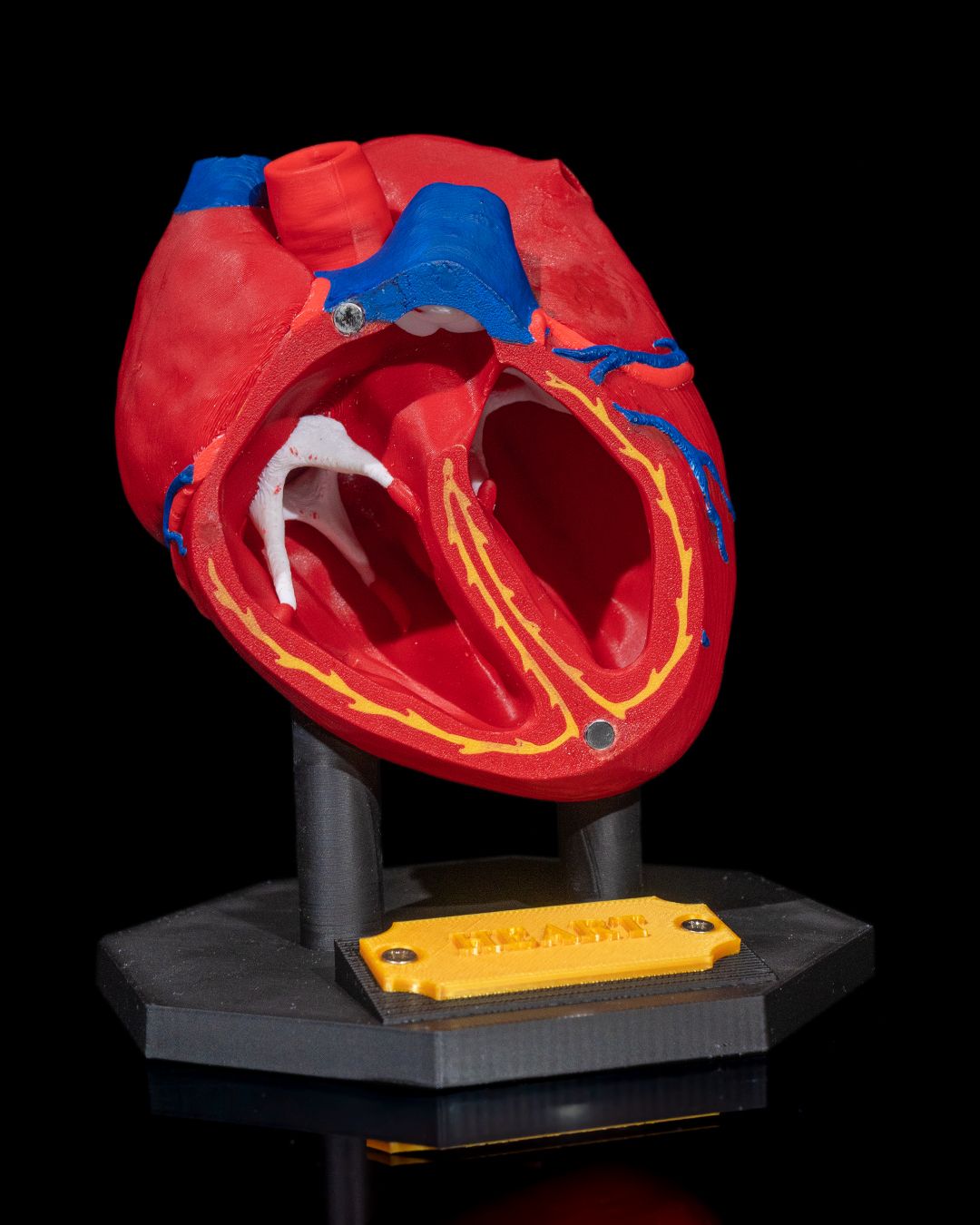 1391 - Heart Anatomical Model