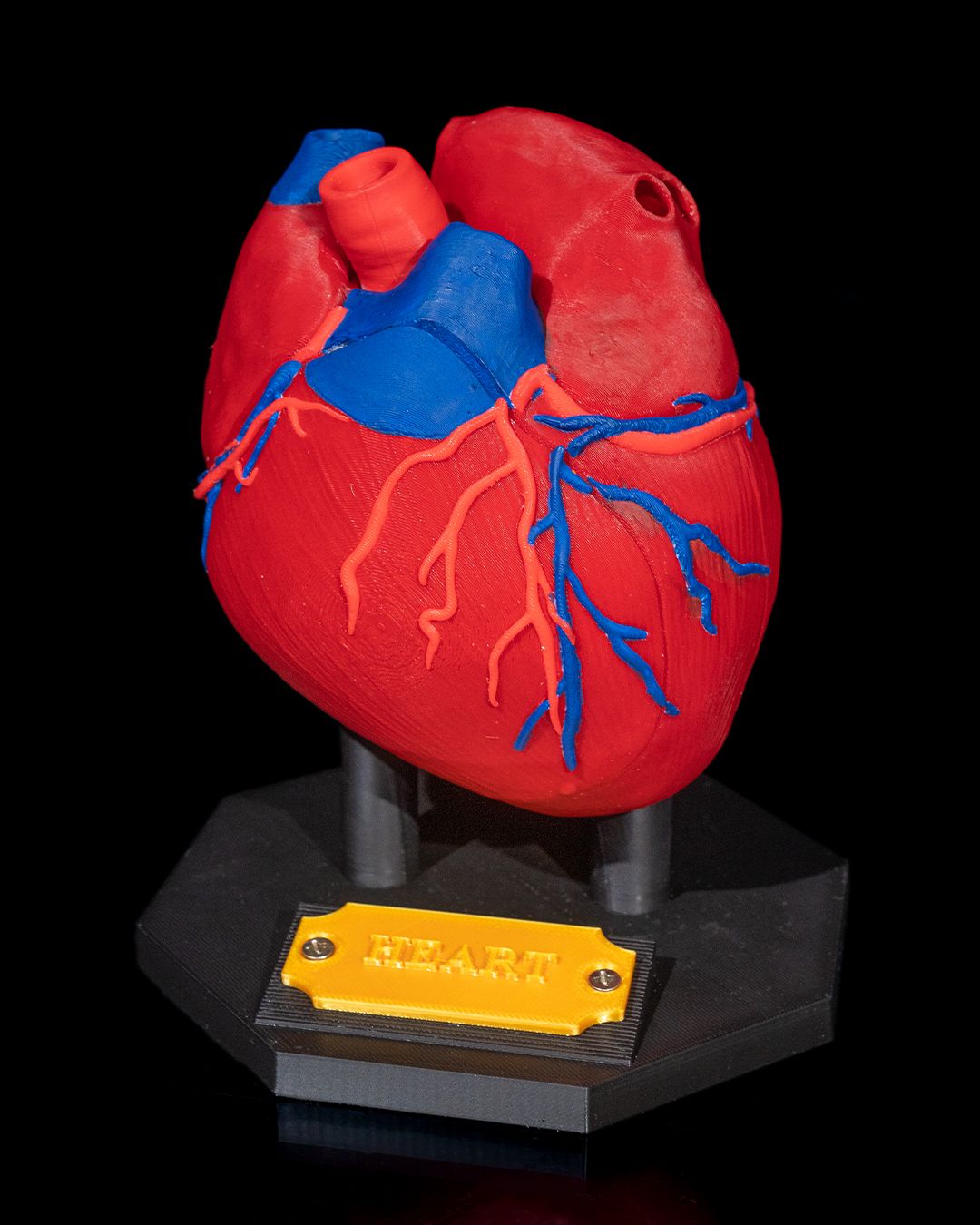 1391 - Heart Anatomical Model