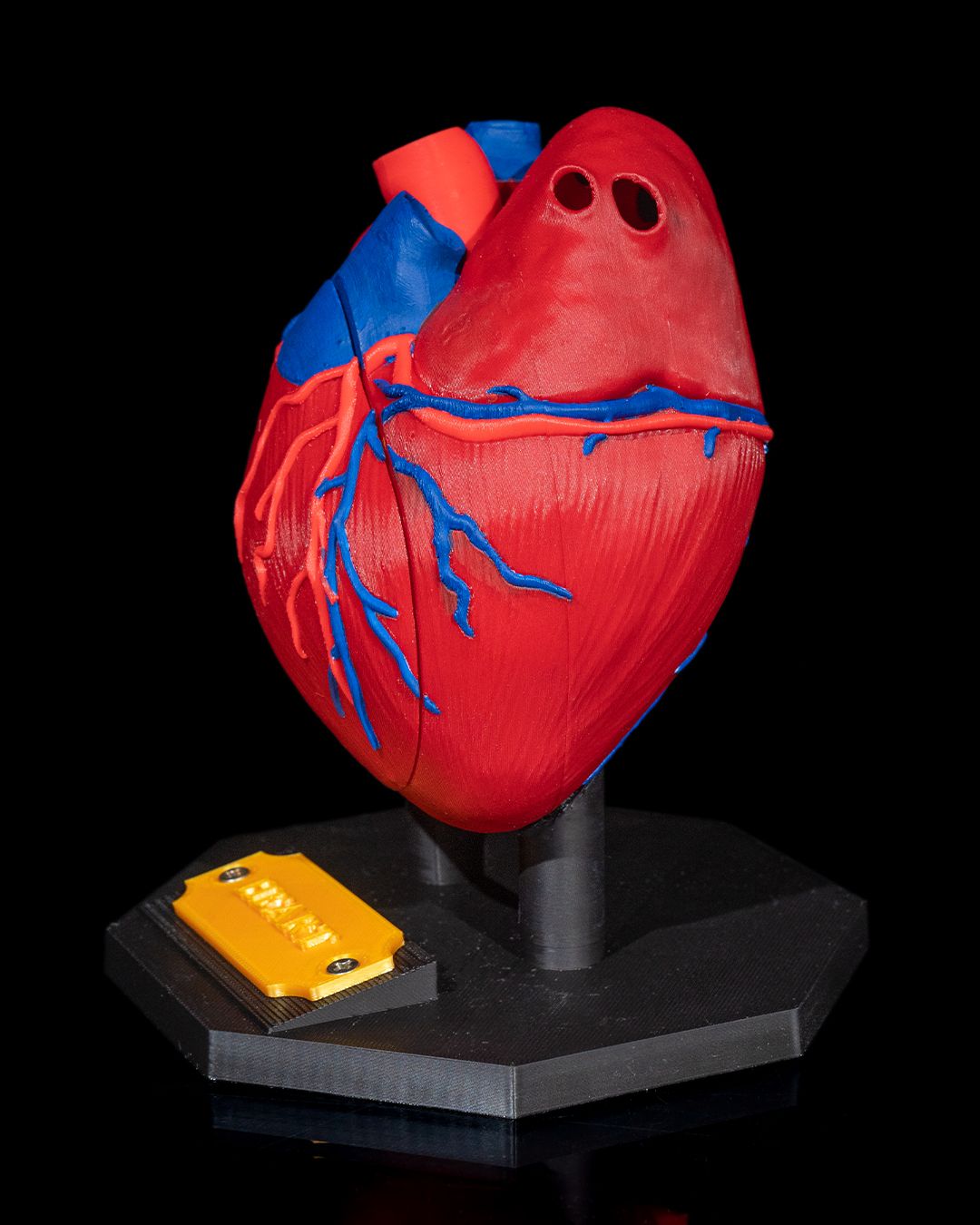 1391 - Heart Anatomical Model