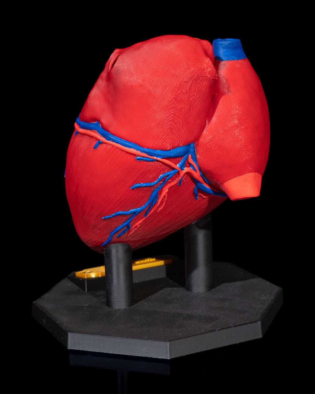1391 - Heart Anatomical Model