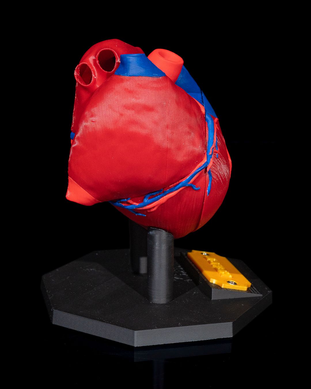 1391 - Heart Anatomical Model