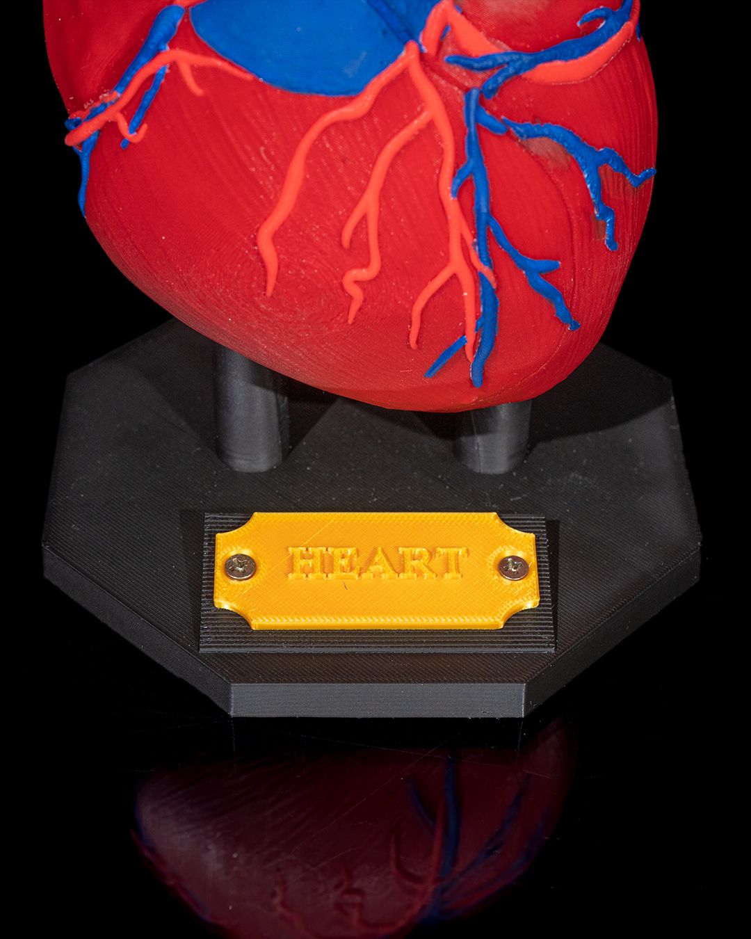 1391 - Heart Anatomical Model