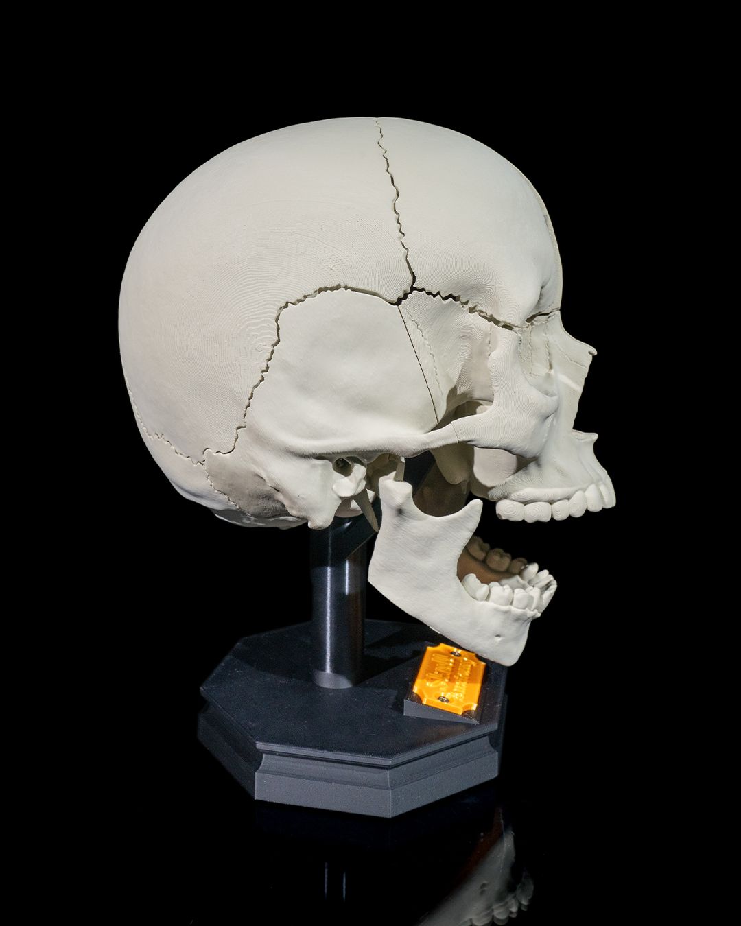1271 - Human Adult Skull