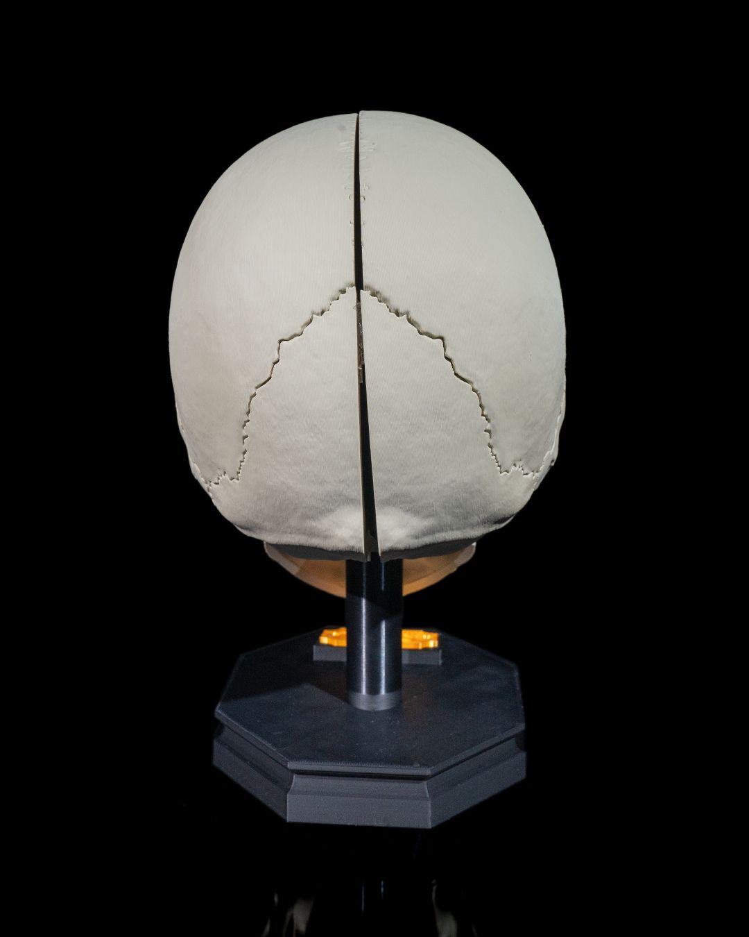 1271 - Human Adult Skull