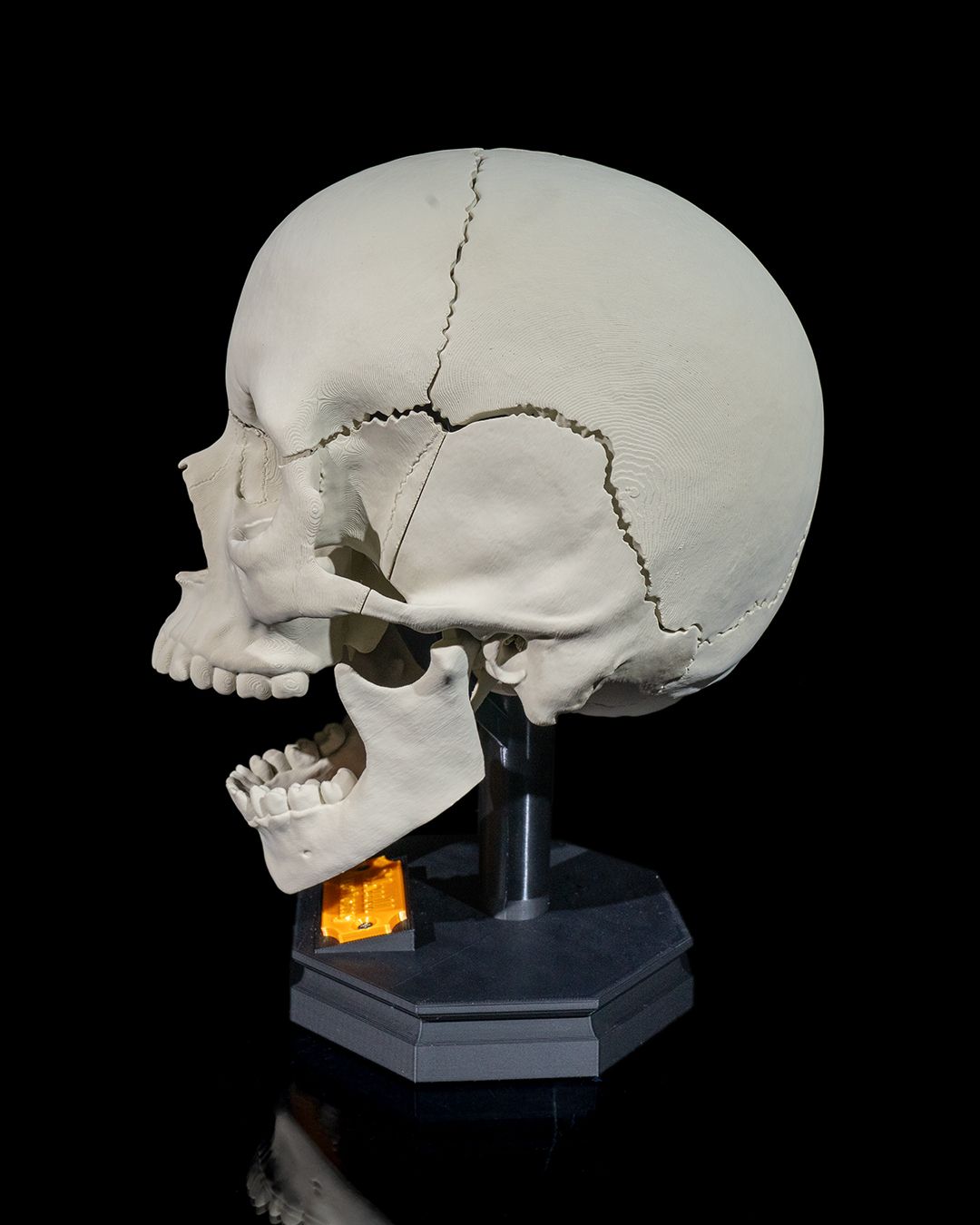 1271 - Human Adult Skull