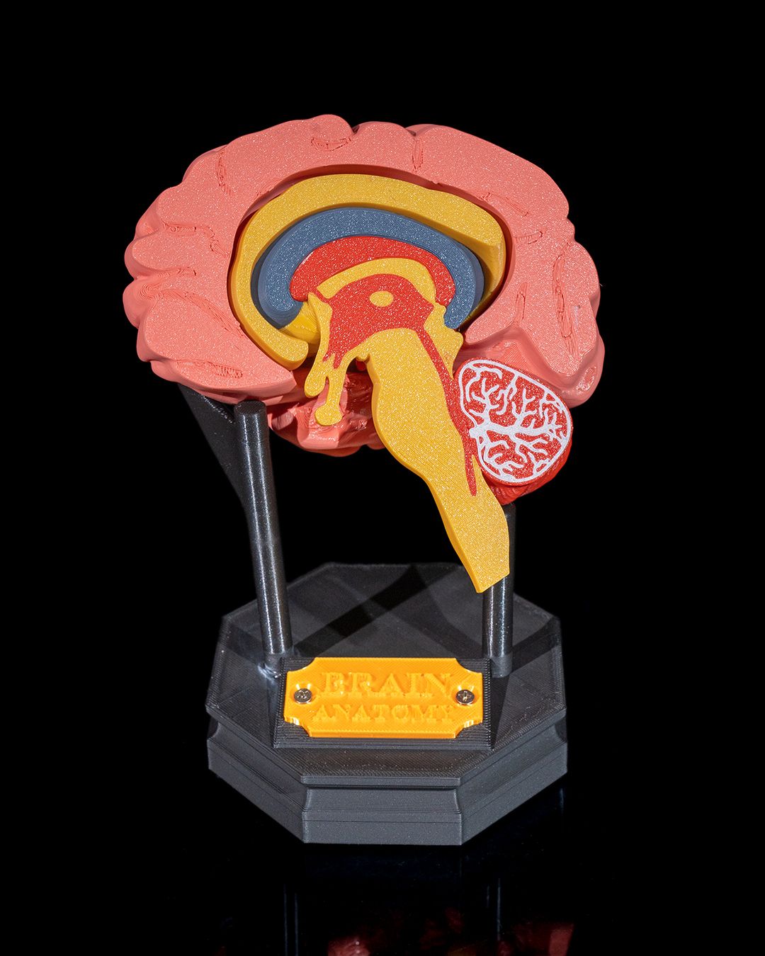 1269 - Human Brain