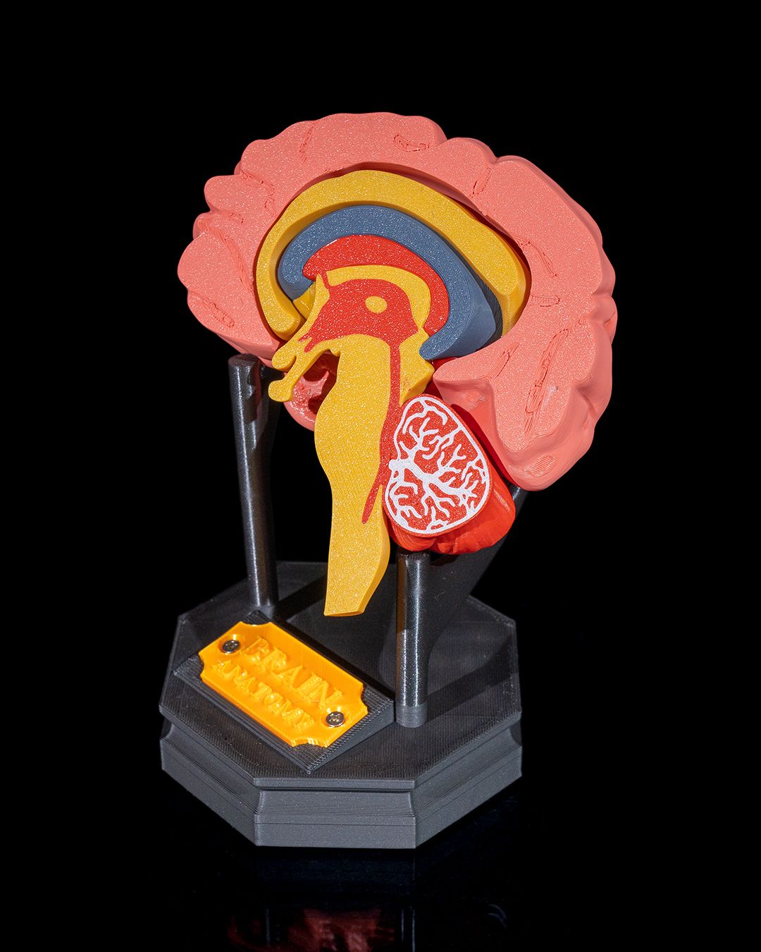 1269 - Human Brain