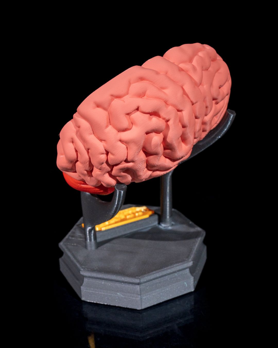 1269 - Human Brain