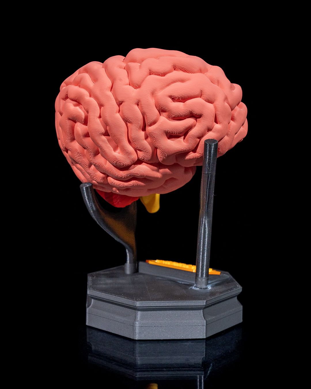 1269 - Human Brain