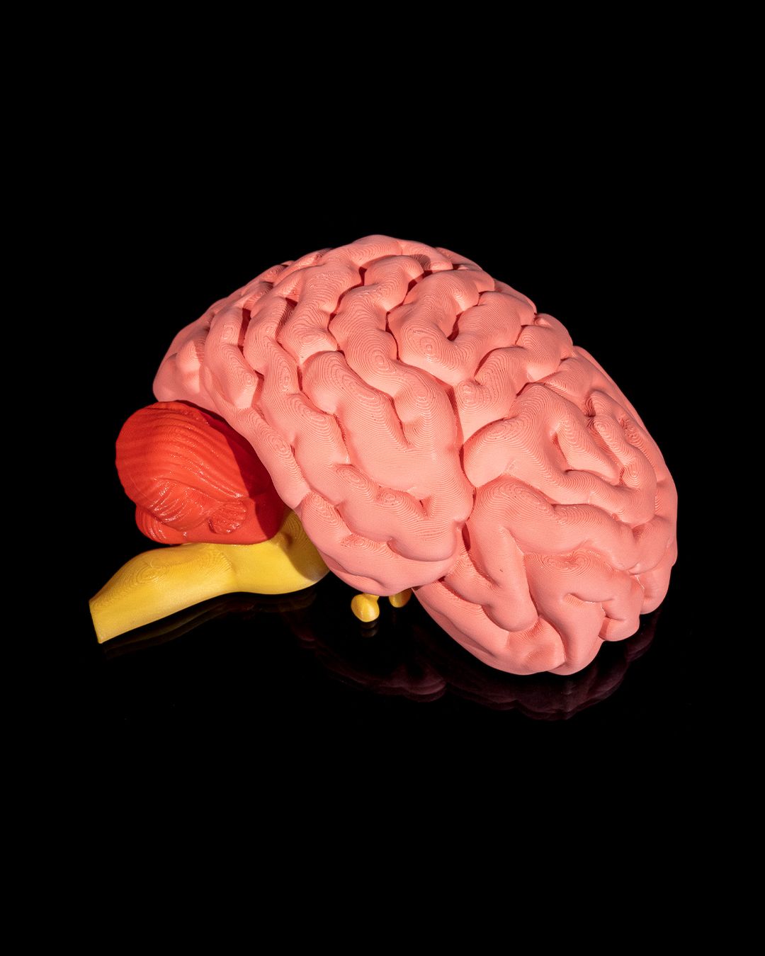 1269 - Human Brain