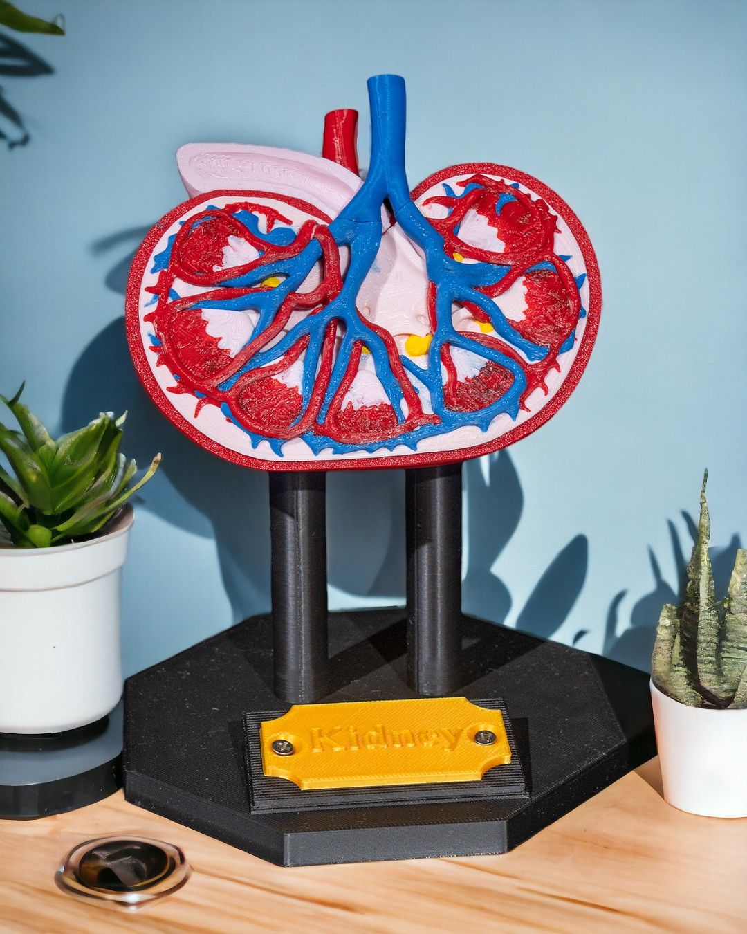 1394 - Kidney Anatomical Model