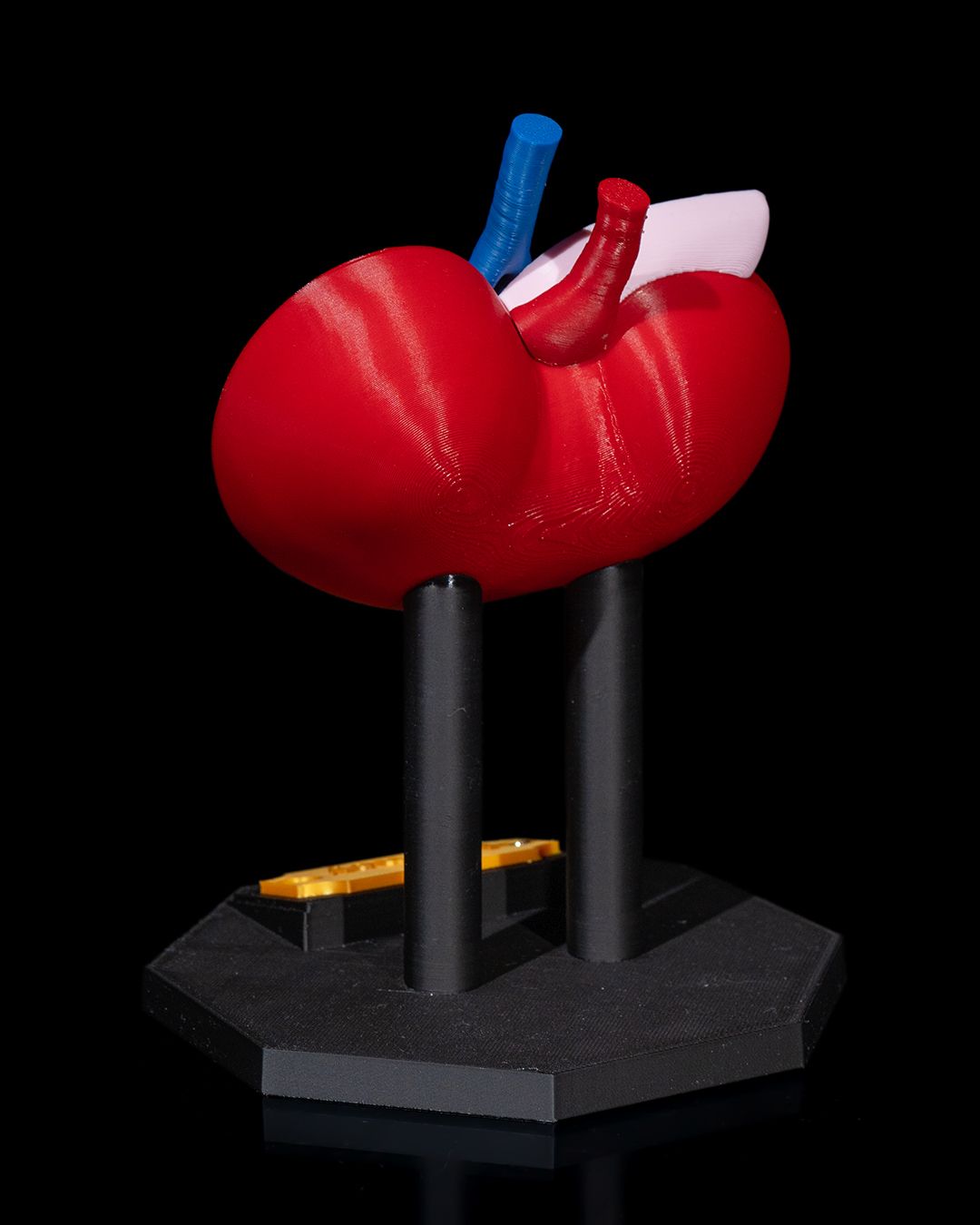 1394 - Kidney Anatomical Model