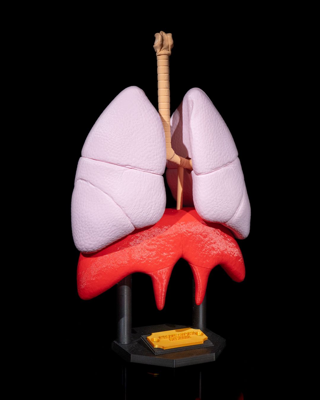 1392 - Lung Anatomical Model