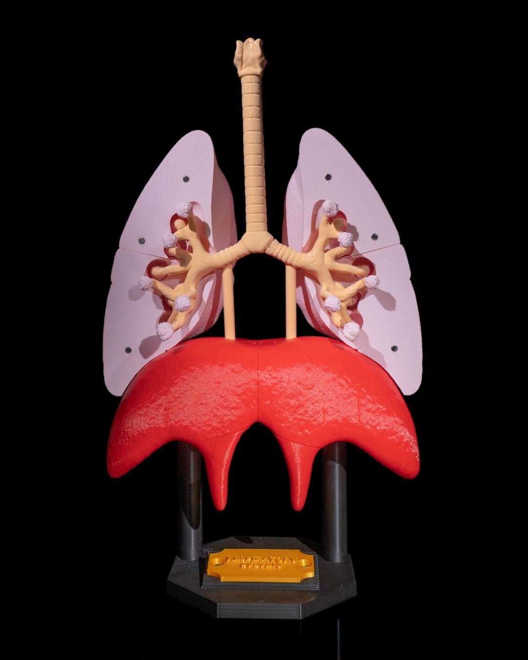 1392 - Lung Anatomical Model