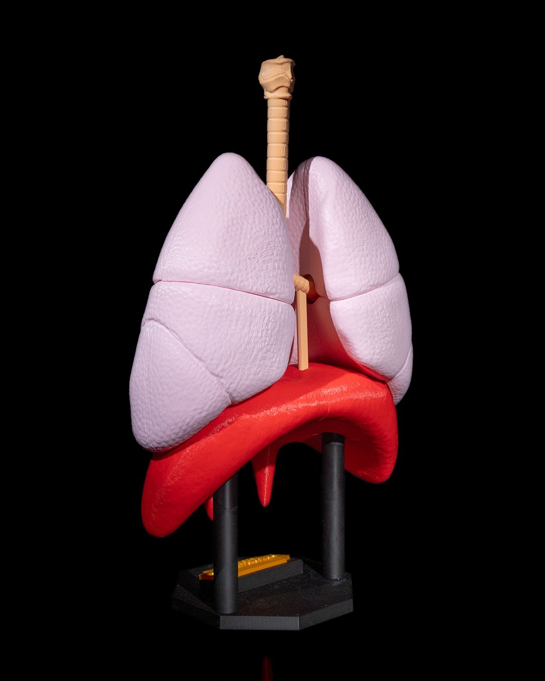 1392 - Lung Anatomical Model