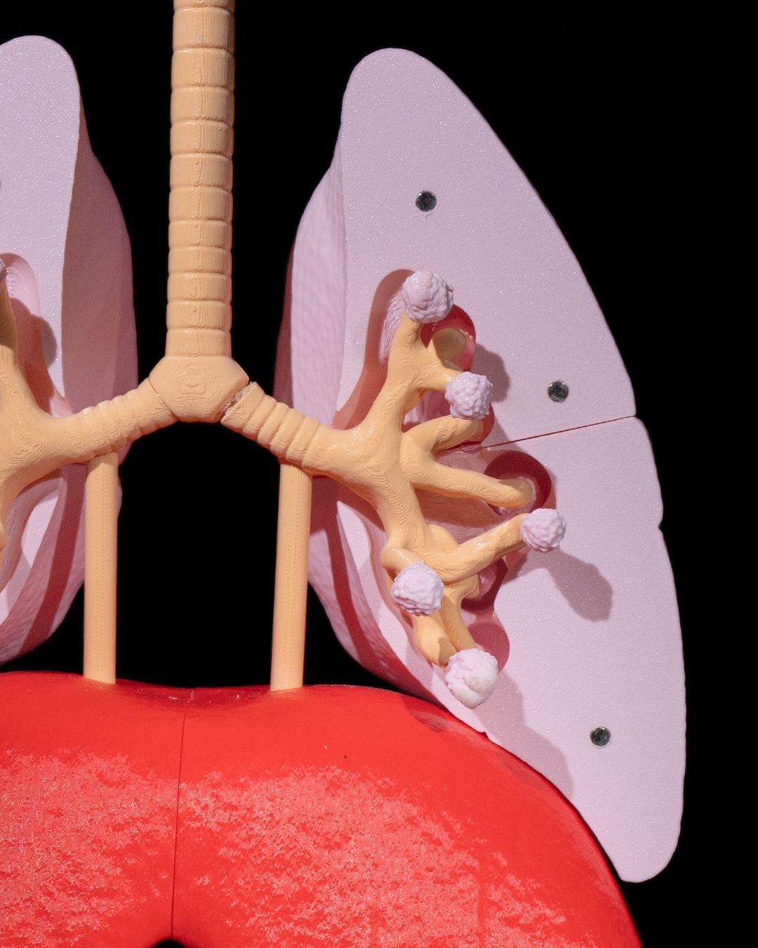 1392 - Lung Anatomical Model