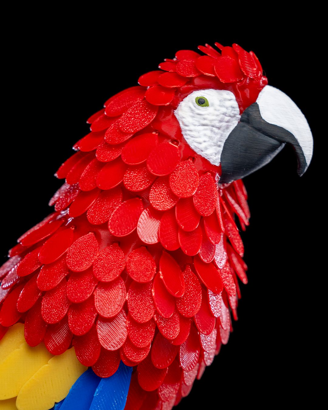 0902 - Macaw Feather Puzzle