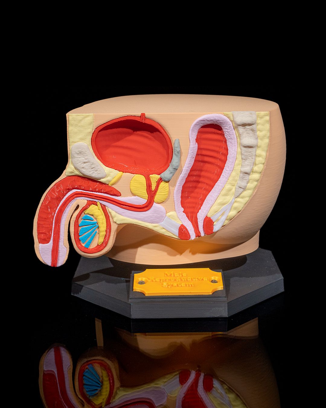 1528 - Male Reproductive System