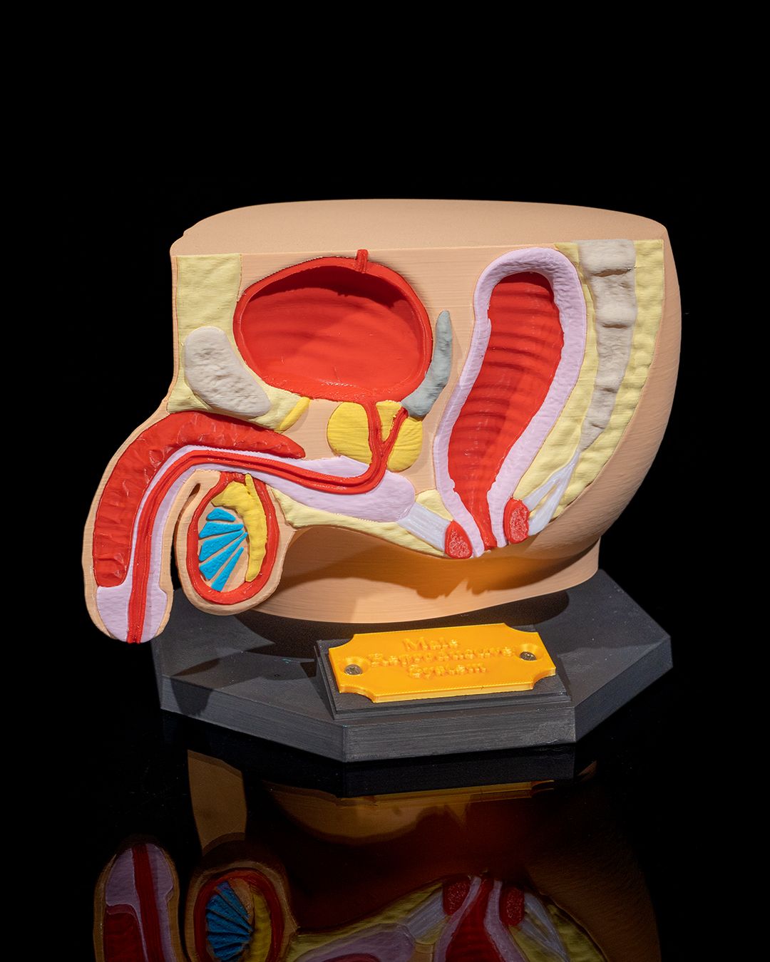 1528 - Male Reproductive System