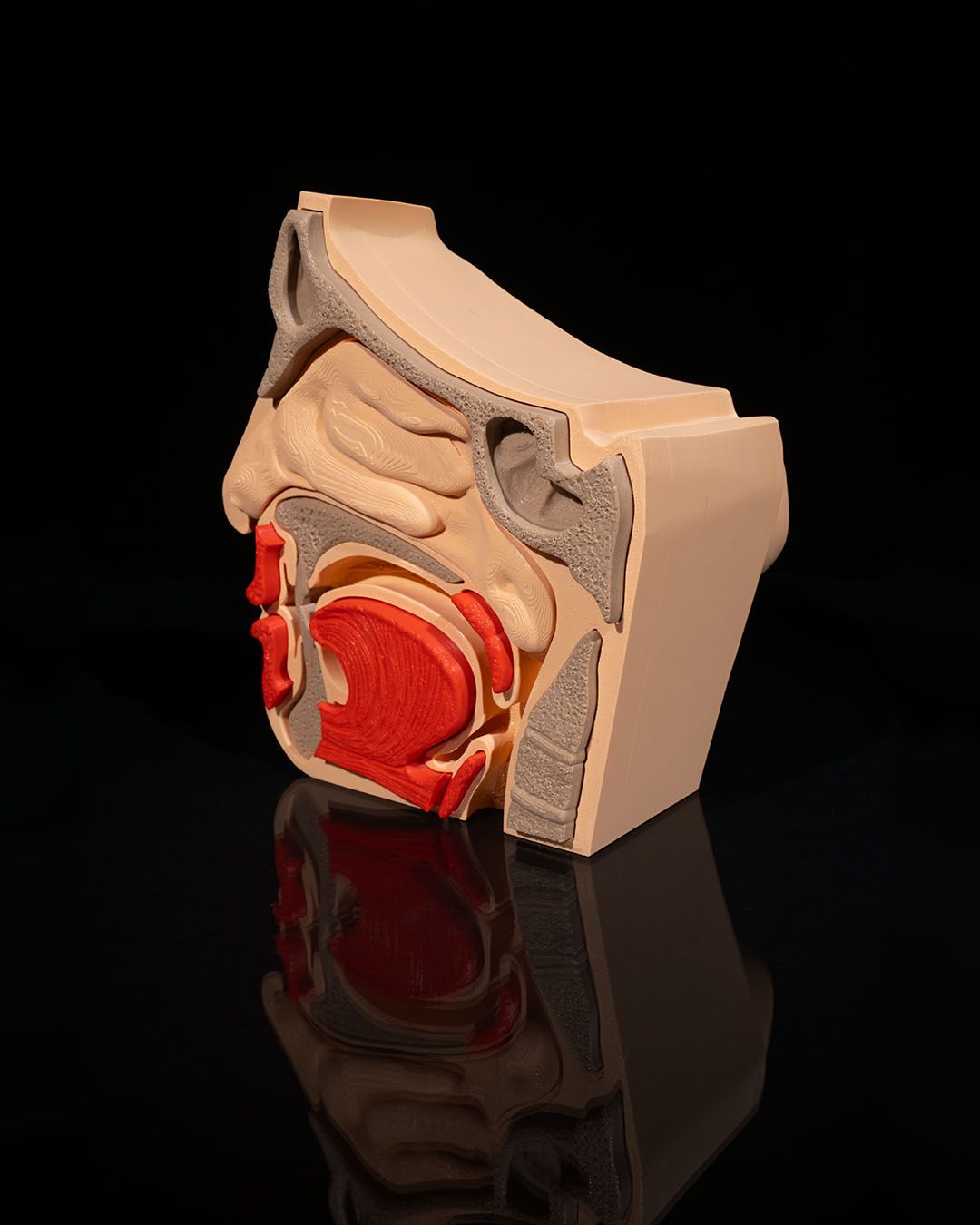 1270 - Nose and Sinus