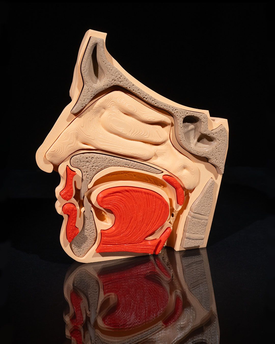 1270 - Nose and Sinus