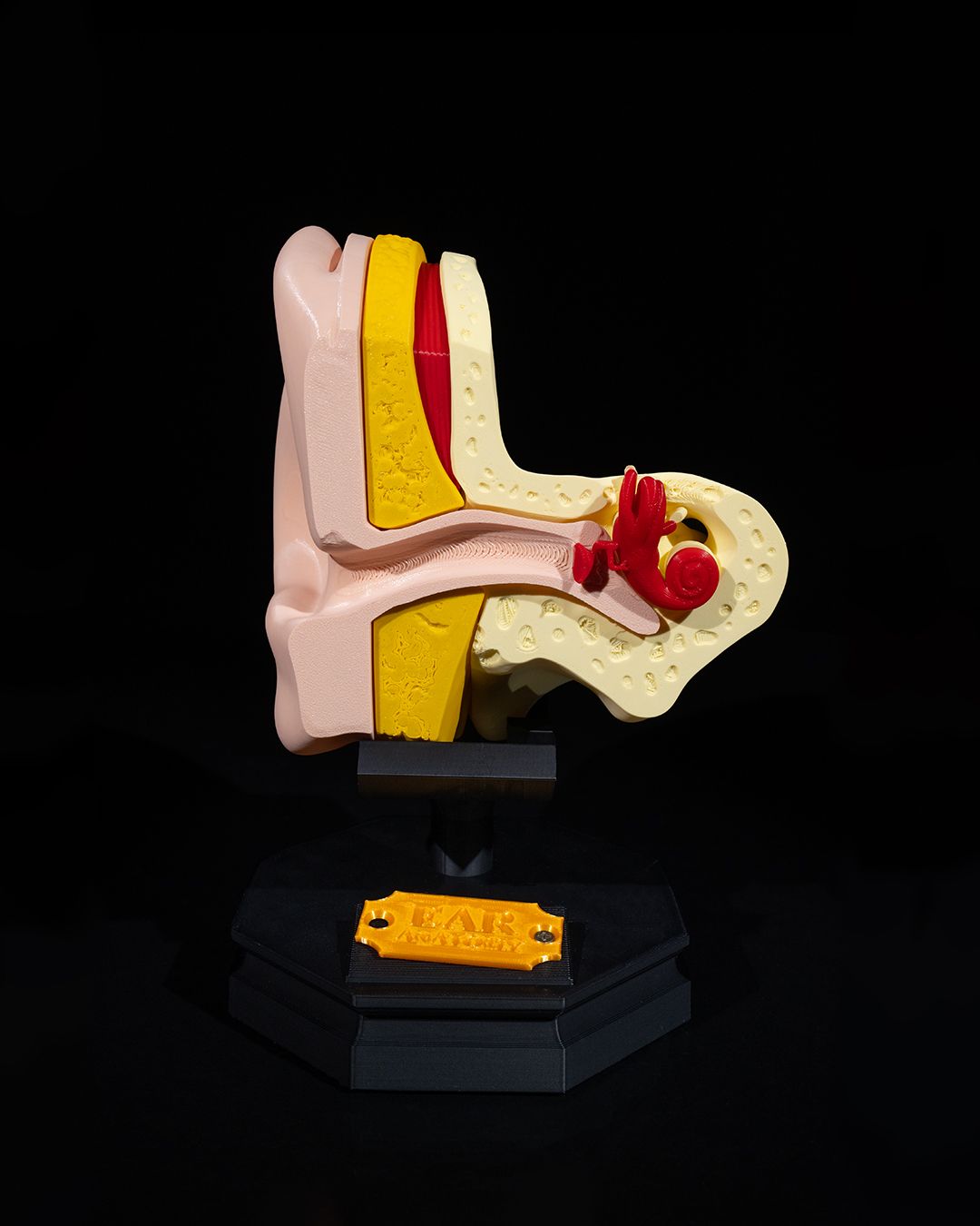 1267 - Outer and Inner Ear