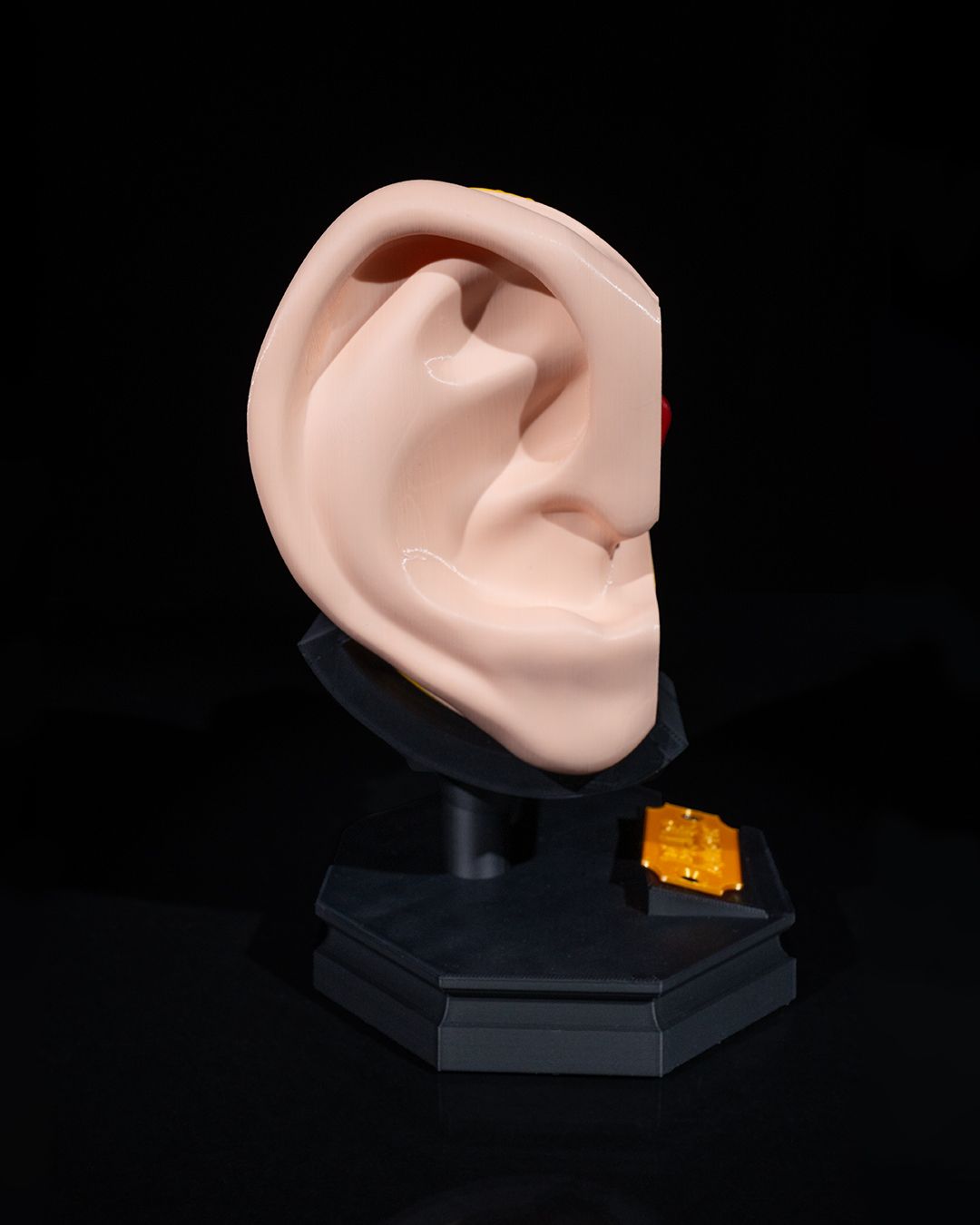 1267 - Outer and Inner Ear