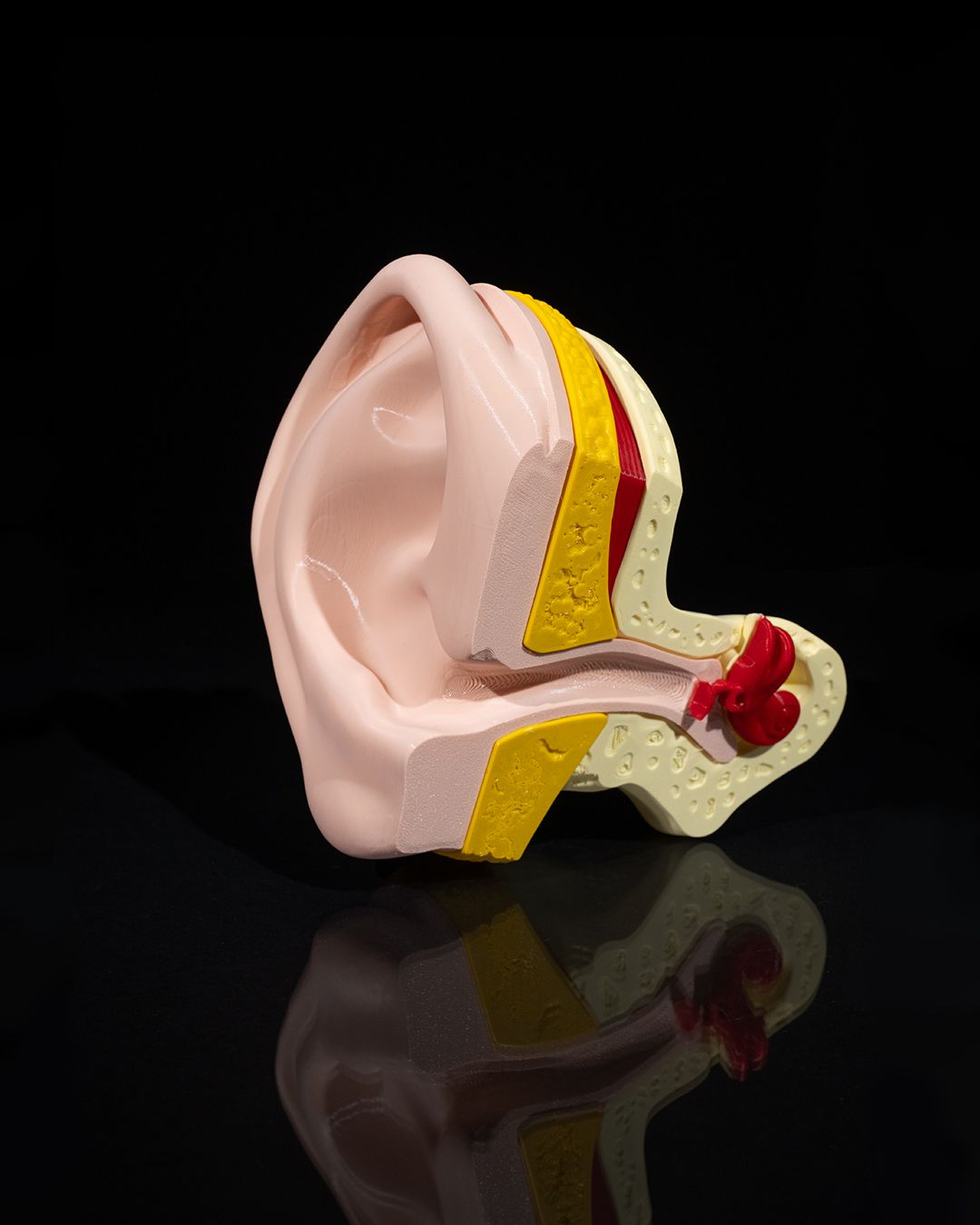 1267 - Outer and Inner Ear