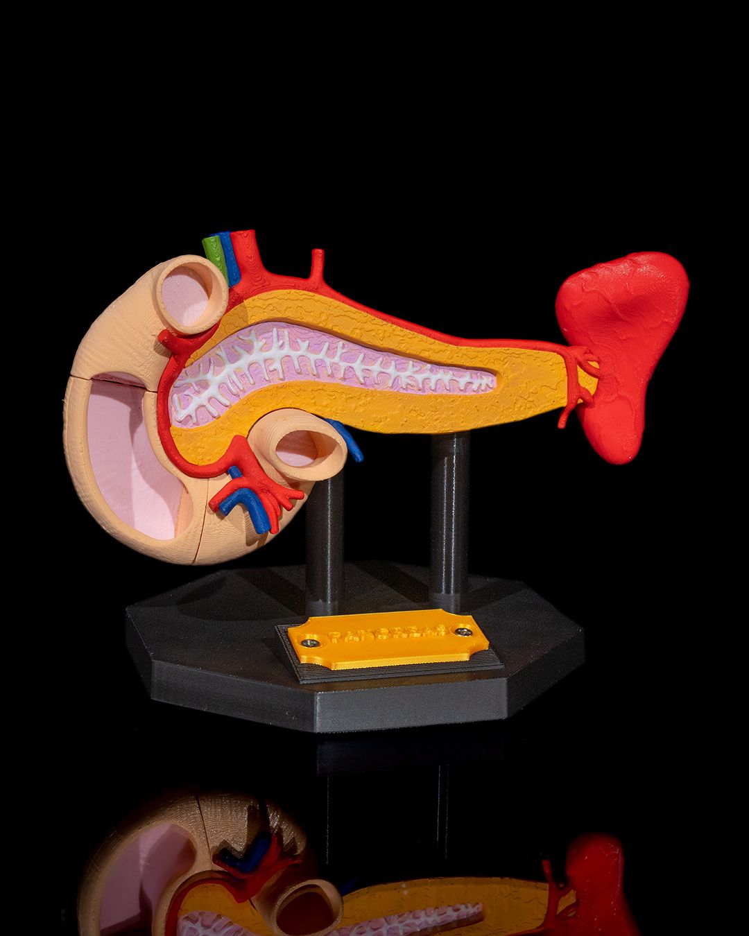 1393 - Pancreas Anatomical Model
