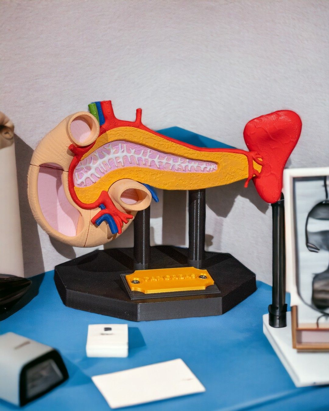 1393 - Pancreas Anatomical Model